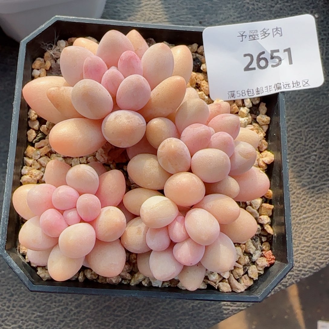 汤圆无砍，2651多肉植物