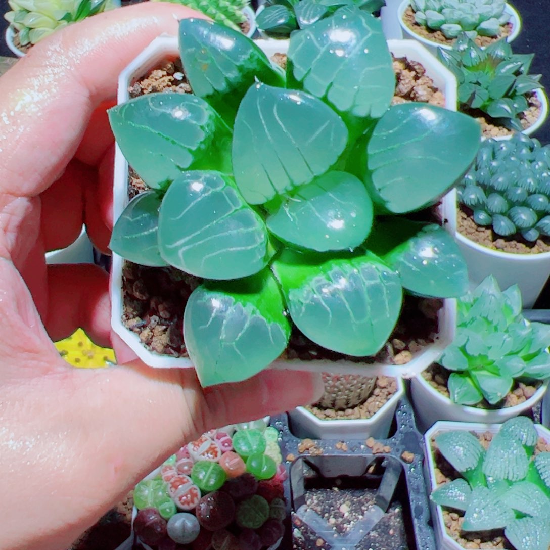翠虎多肉植物阿阿