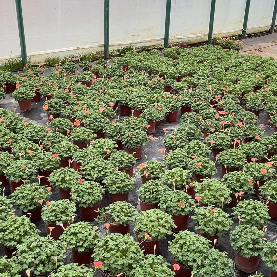 大部分花苞少量开放2盆组合