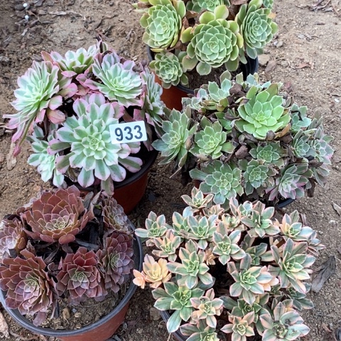 933五颗法师多肉植物