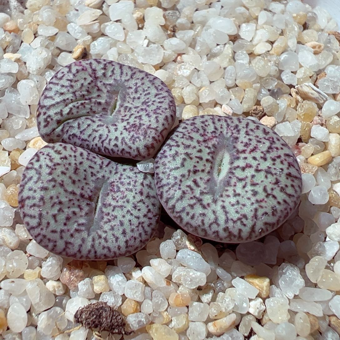 1203-494多肉多肉