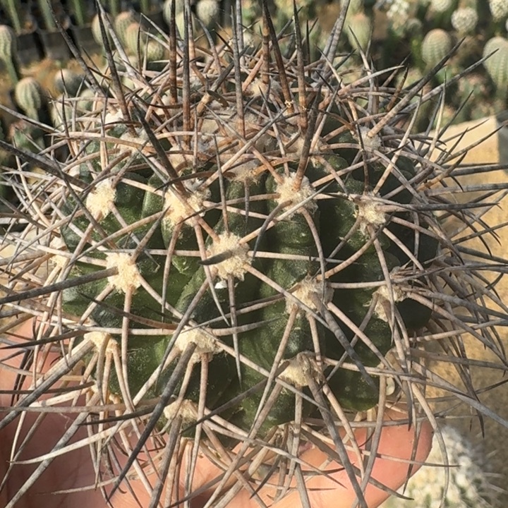 暴龙丸有根6666666