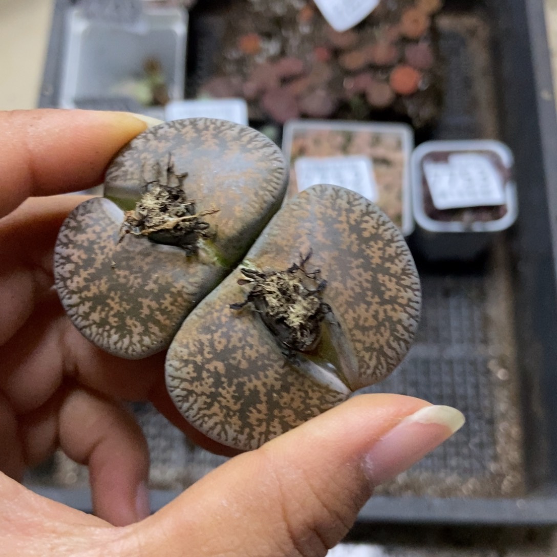 7755一颗母本紫熏