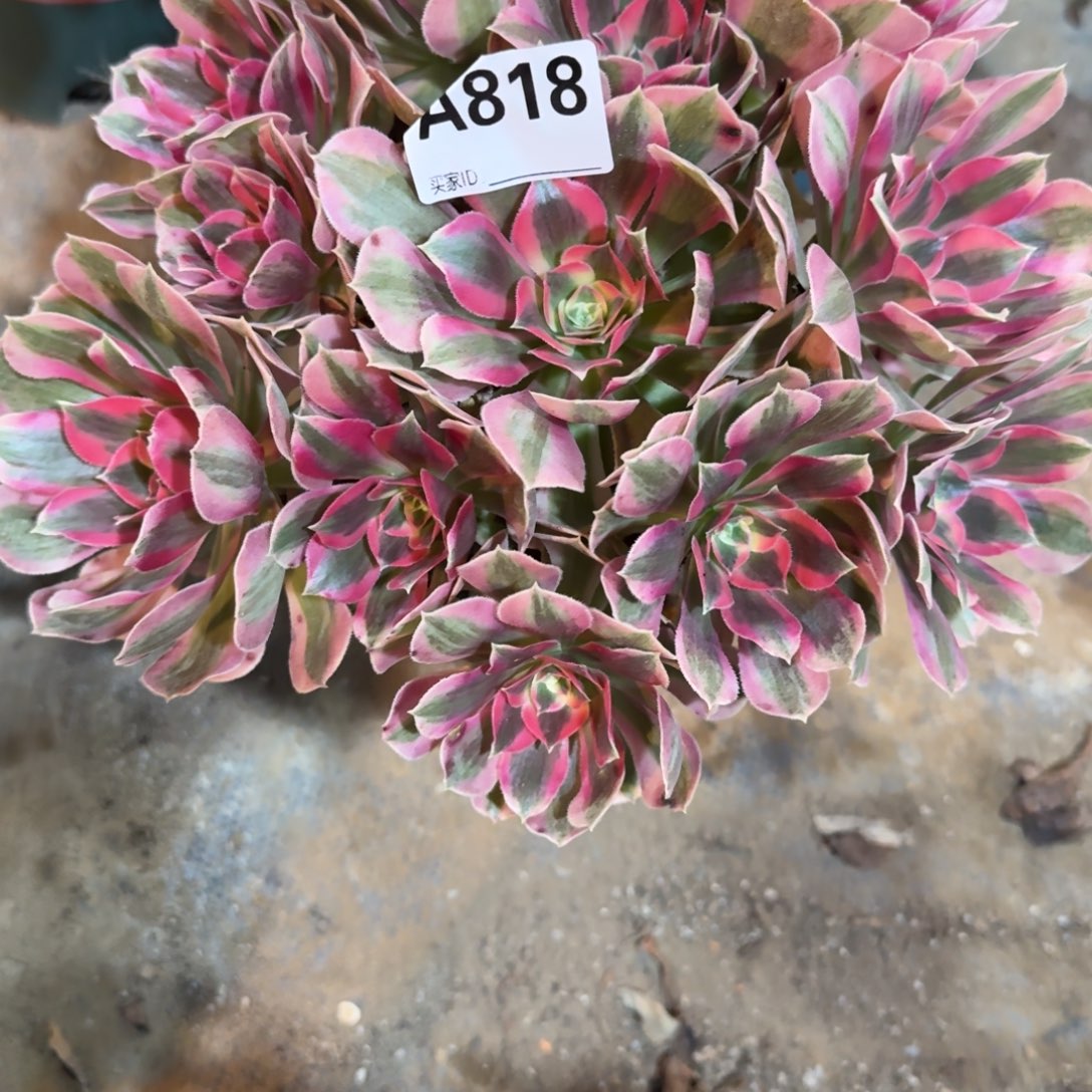 听***宿初恋法师一物一拍818