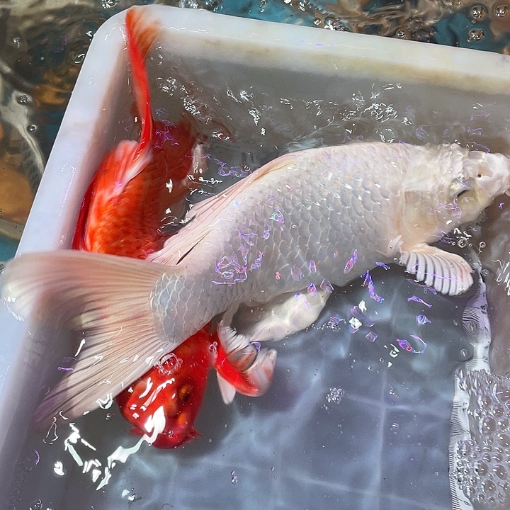 蝴蝶鲤鱼渔场直发92