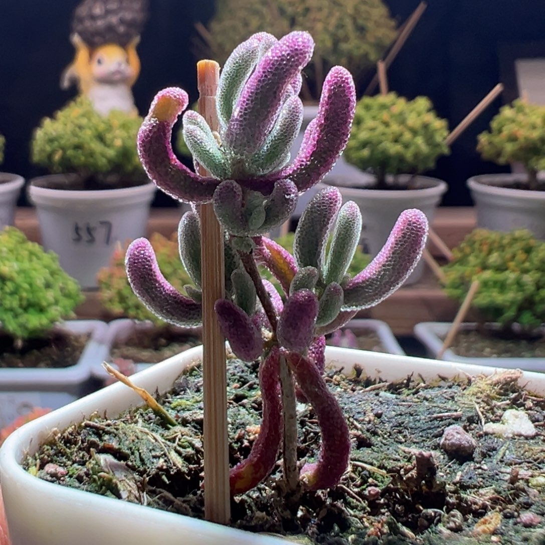 324紫闪光一物一拍包开箱