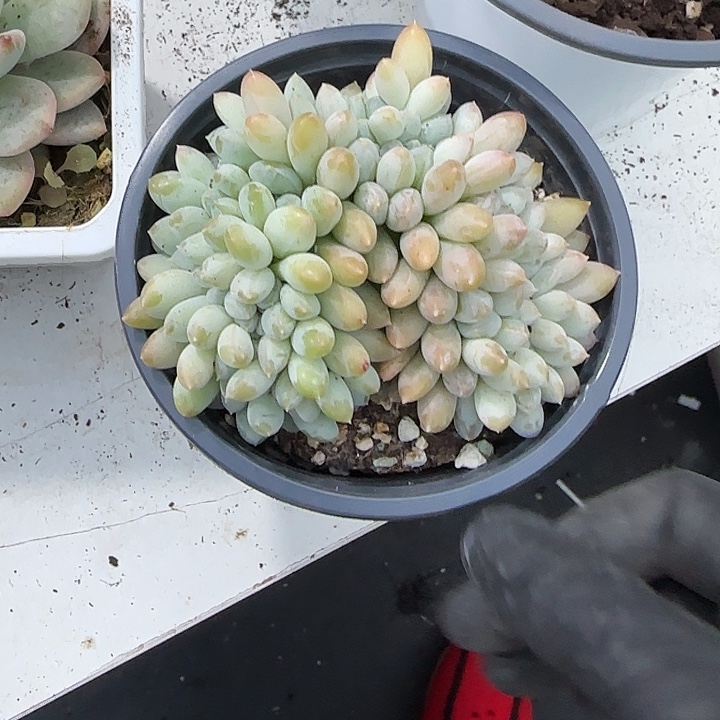 青蛙王子儿童牙膏11