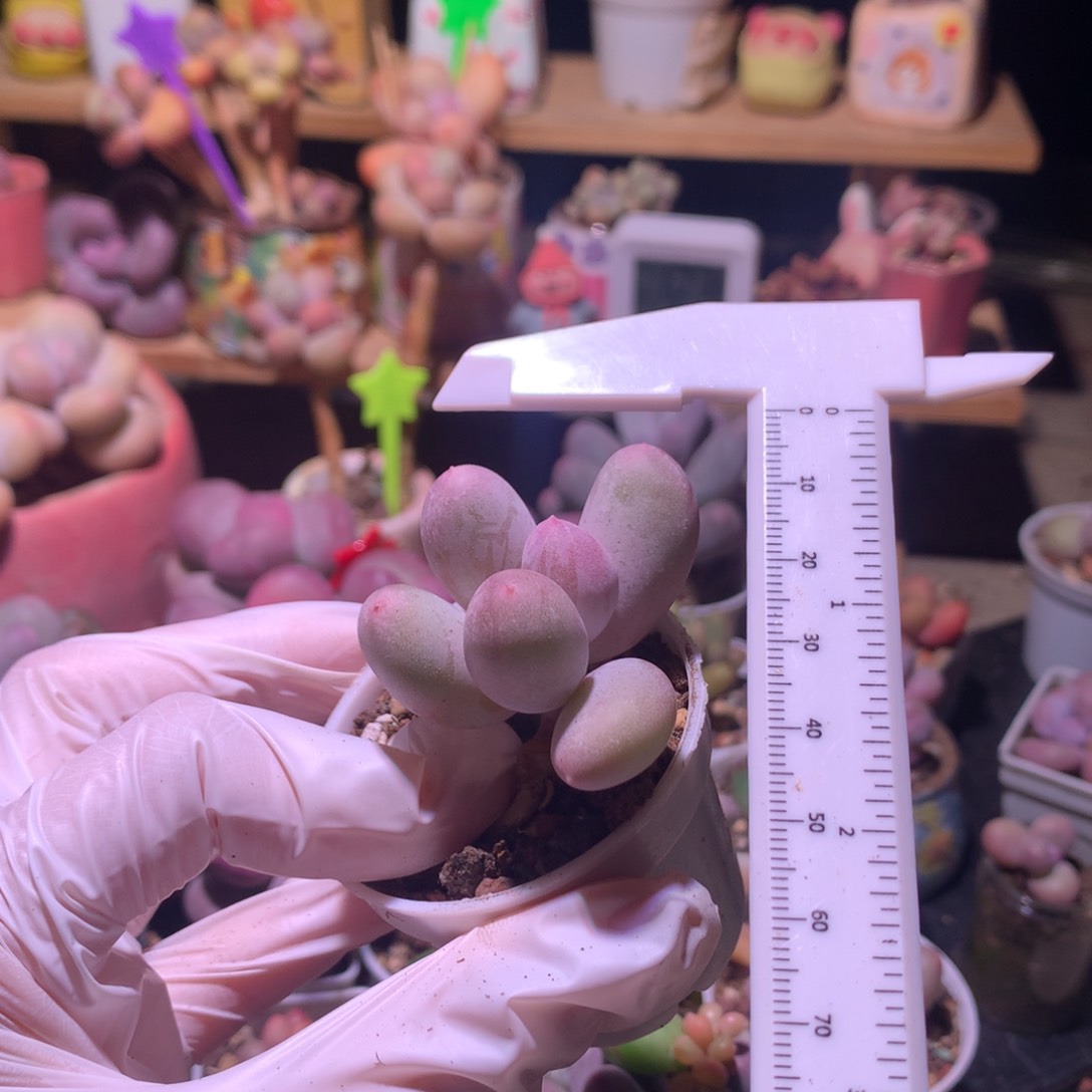 米可奶酪多肉黄粉du