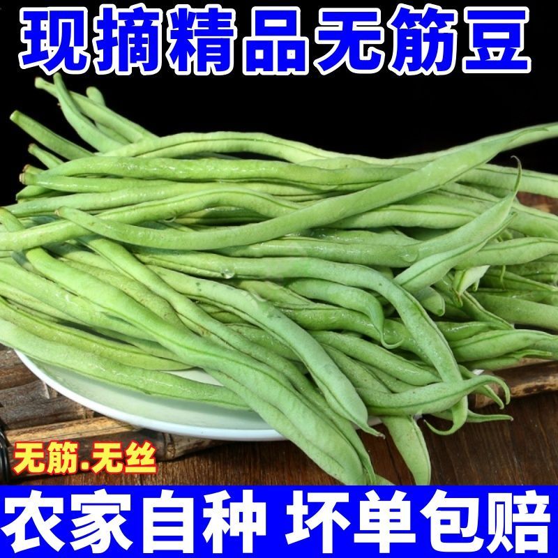 东北新鲜无筋豆架豆王现摘现发新鲜蔬菜四季豆