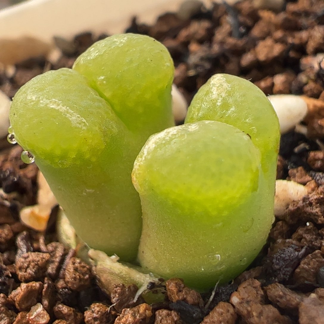 樱花多肉植物百科