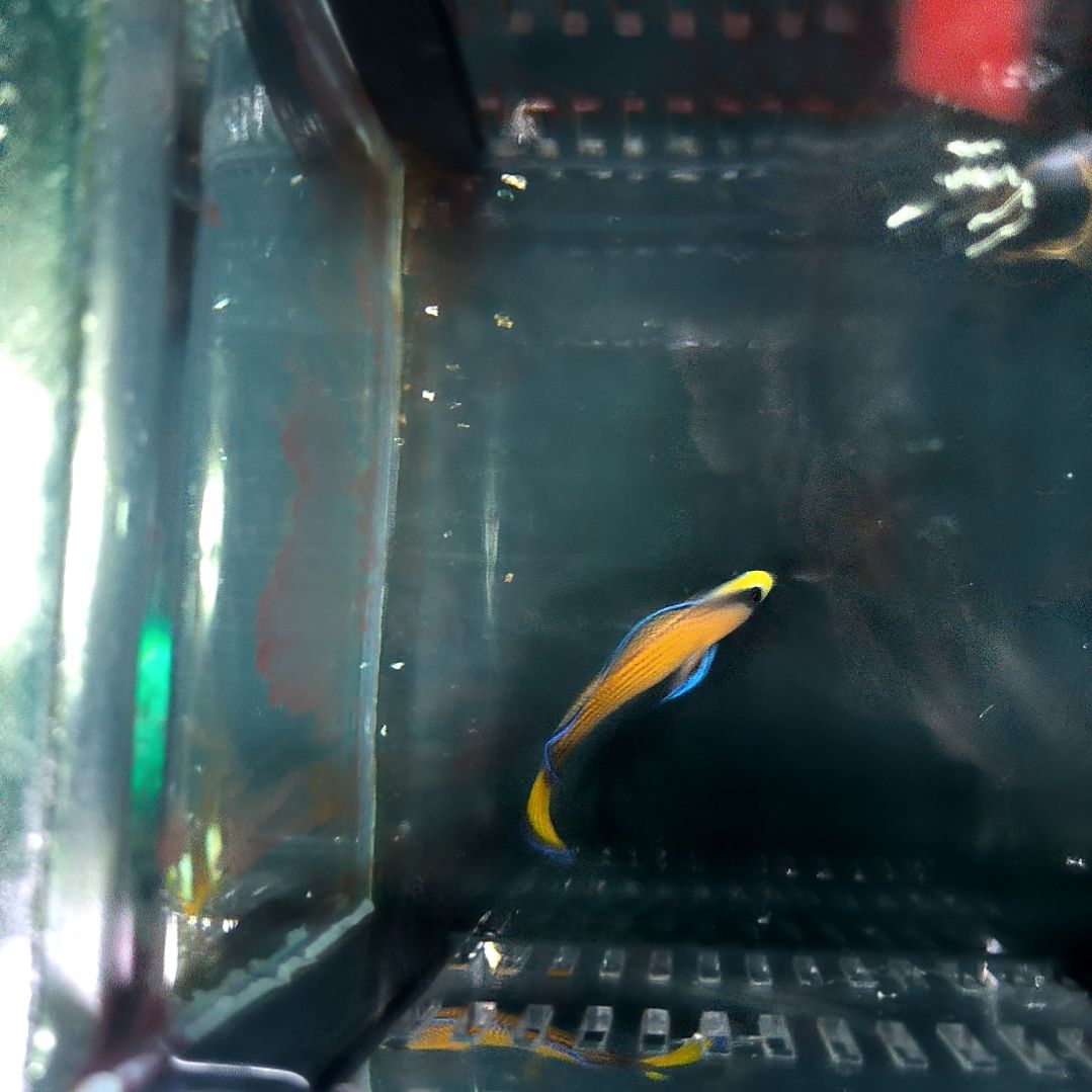 海水鱼闪电草莓/5-44-89