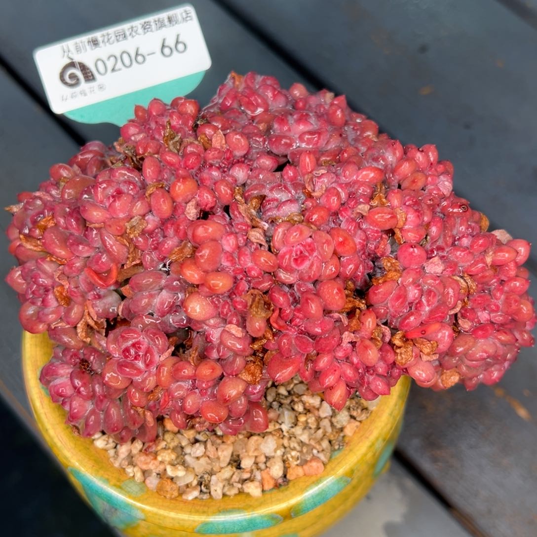 从前慢多肉精选编号0206.66