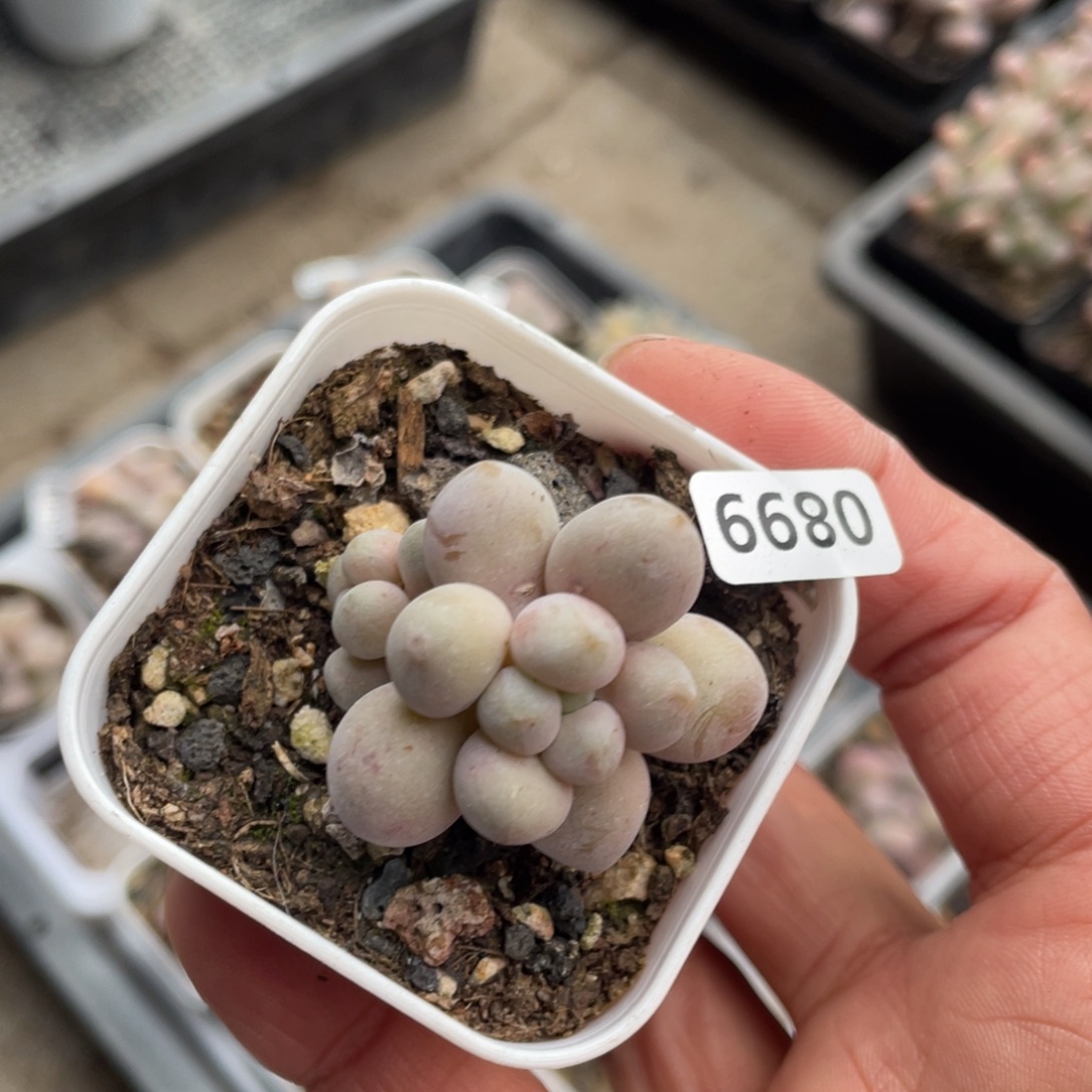 蔓越莓奶酪福利款多肉