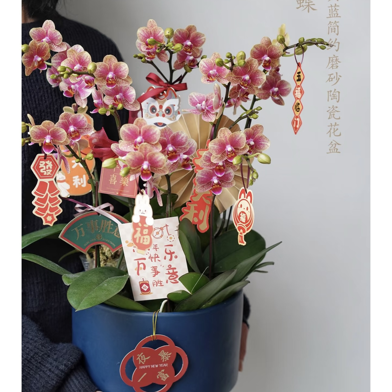 双箭【金蝶黄闪·蝴蝶兰】超闪的！好看好养开花绿植盆栽