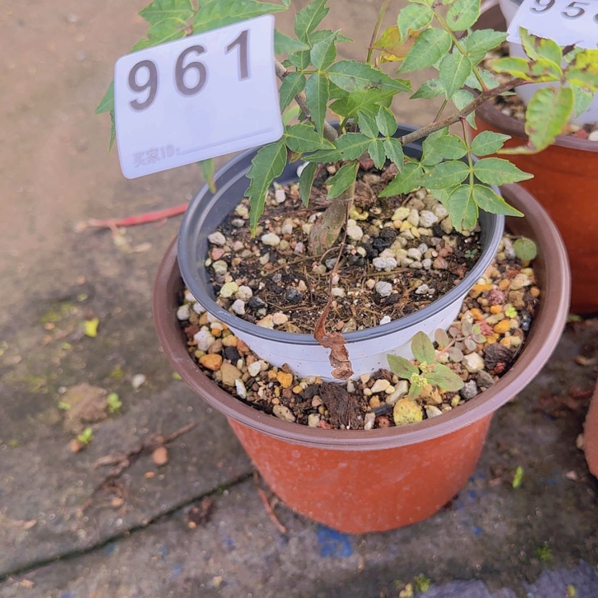 【闪购商品】鹅****~块根植物