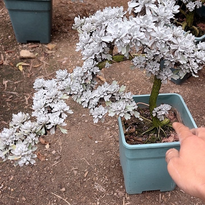 老***翁带土球发货哈哈哈哈哈