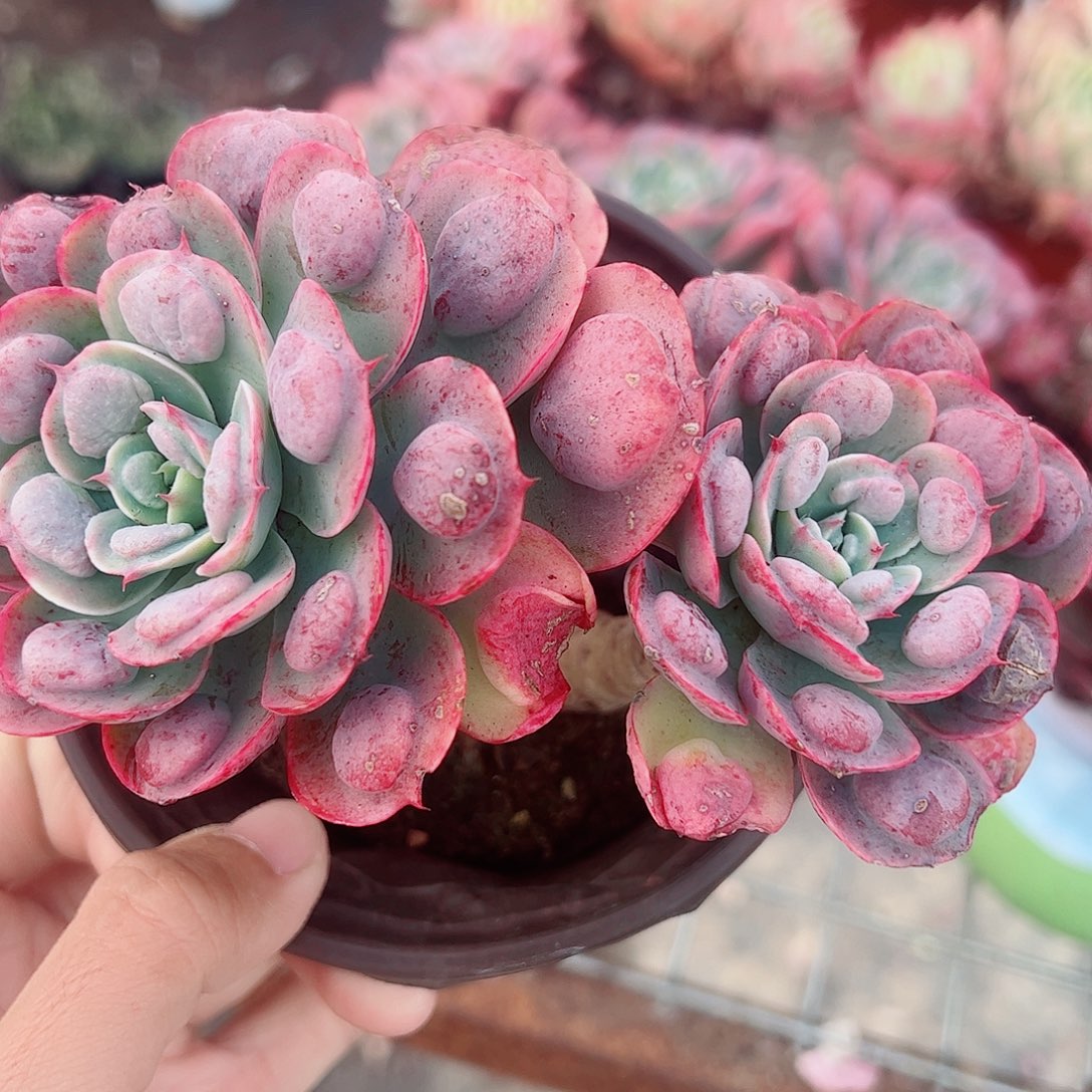 雨滴双头起发精品特价二盆