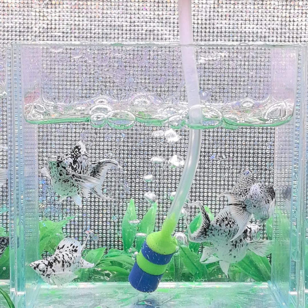孔雀鱼原线奶牛 2 对