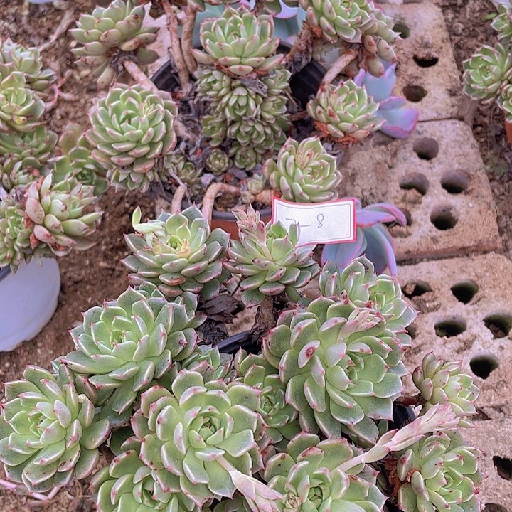 奥利维亚多头群七杠八两颗