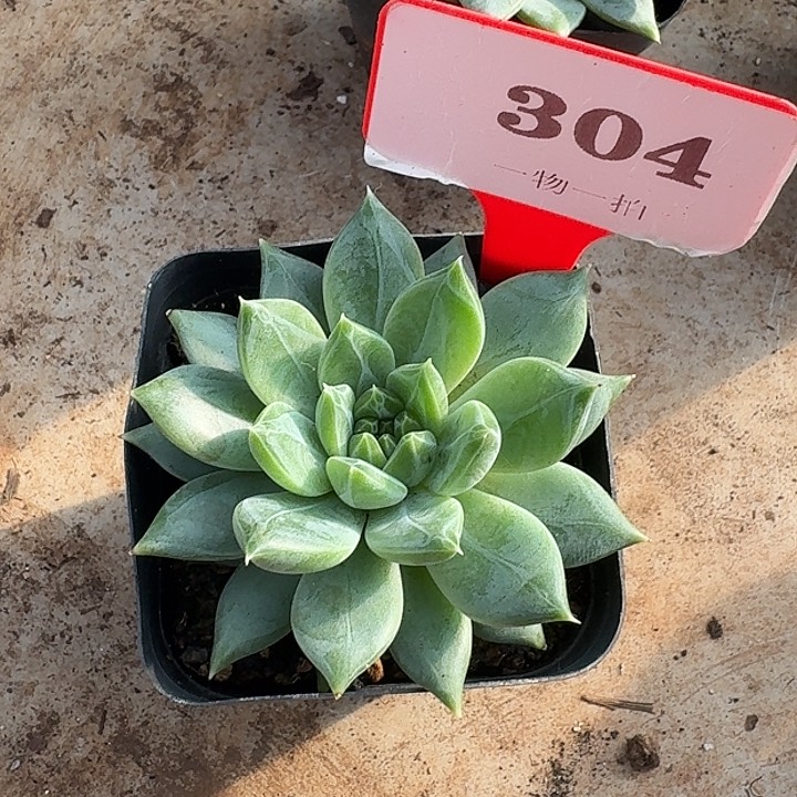 美人304多肉植物
