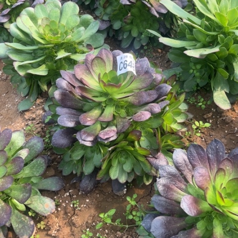 648黑骑士不包断枝