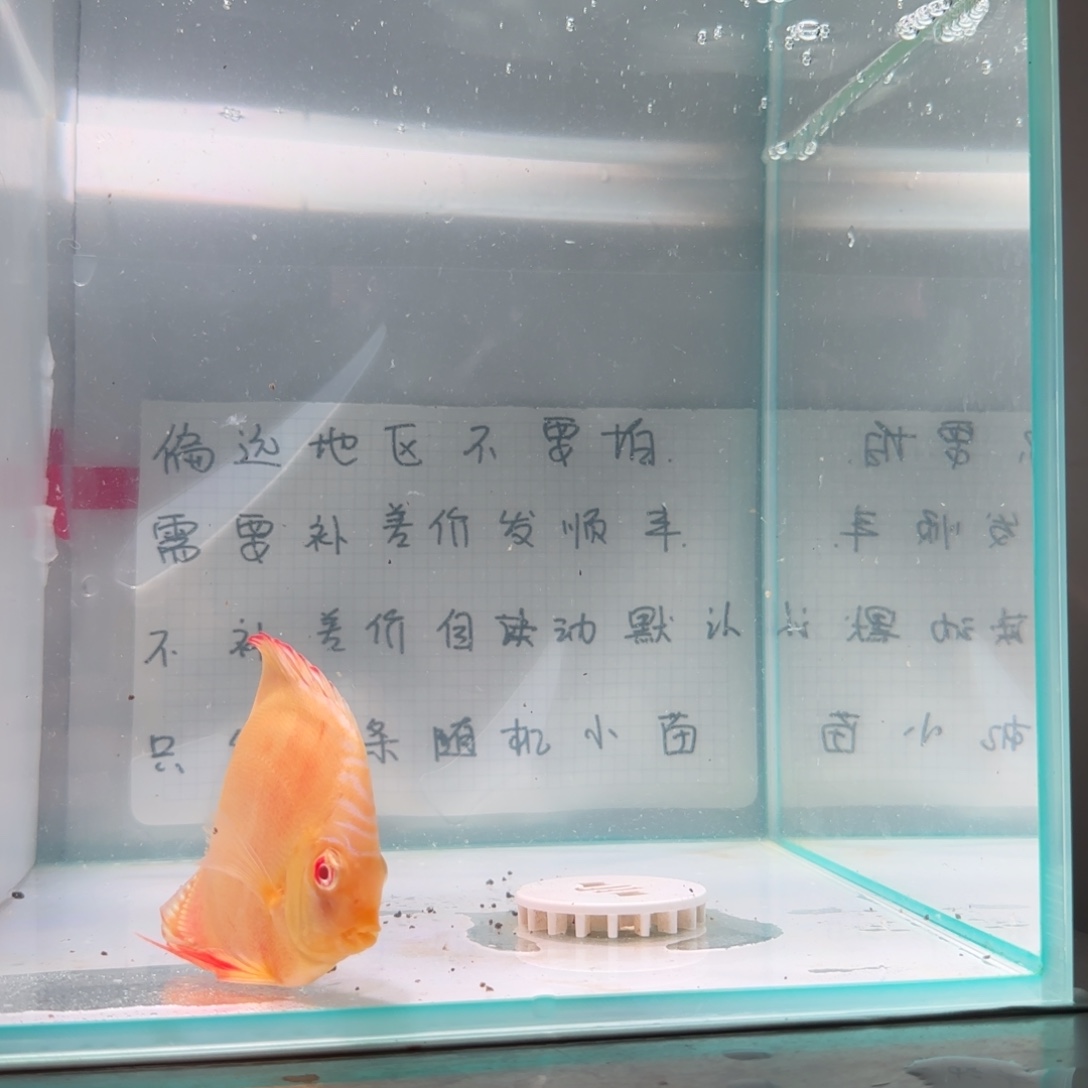 七彩神仙鱼肉身7-8偏远地区不拍
