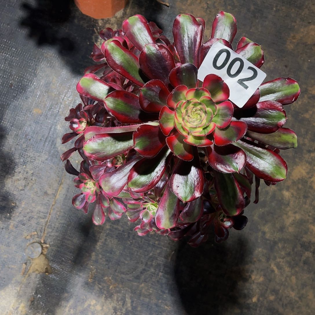 多肉丽娜脱土发货002