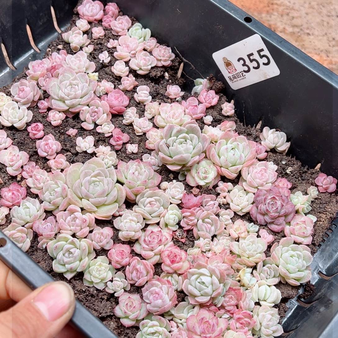 多肉植物多肉植物