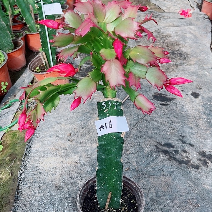 完全开放A16桑吉塔