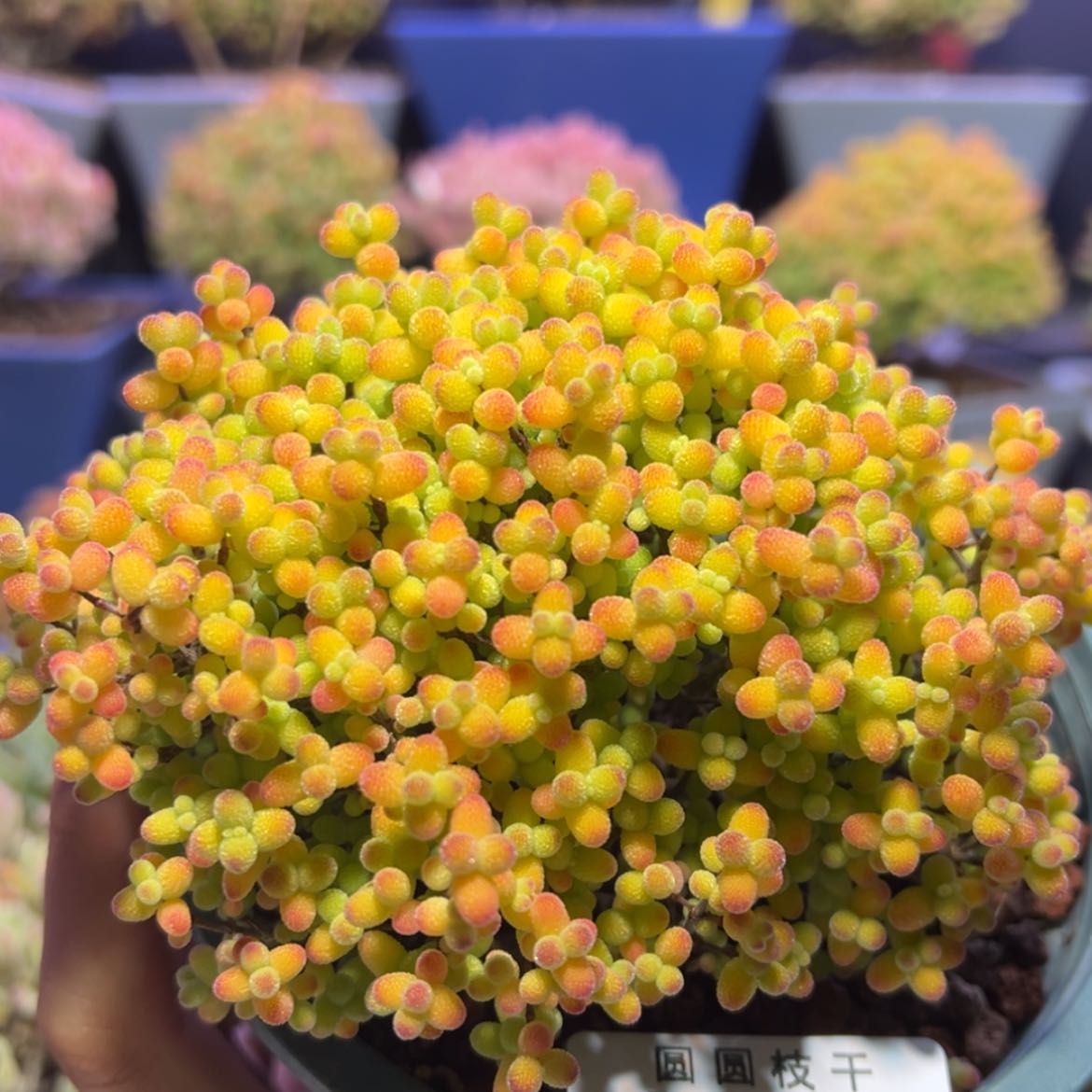 【闪购商品】d653金桔糖球盲盒价