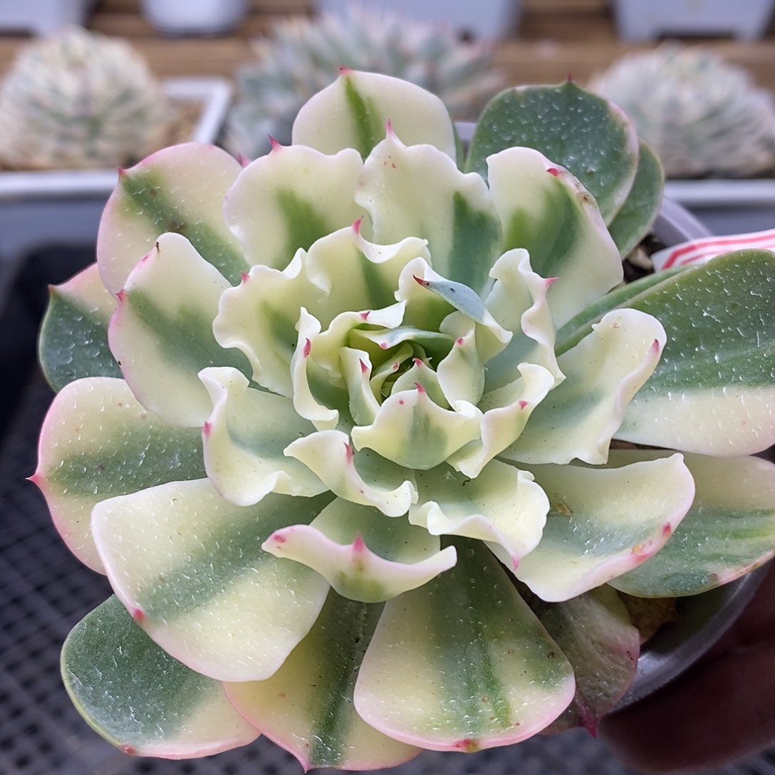 19130 绿底海啸覆轮锦