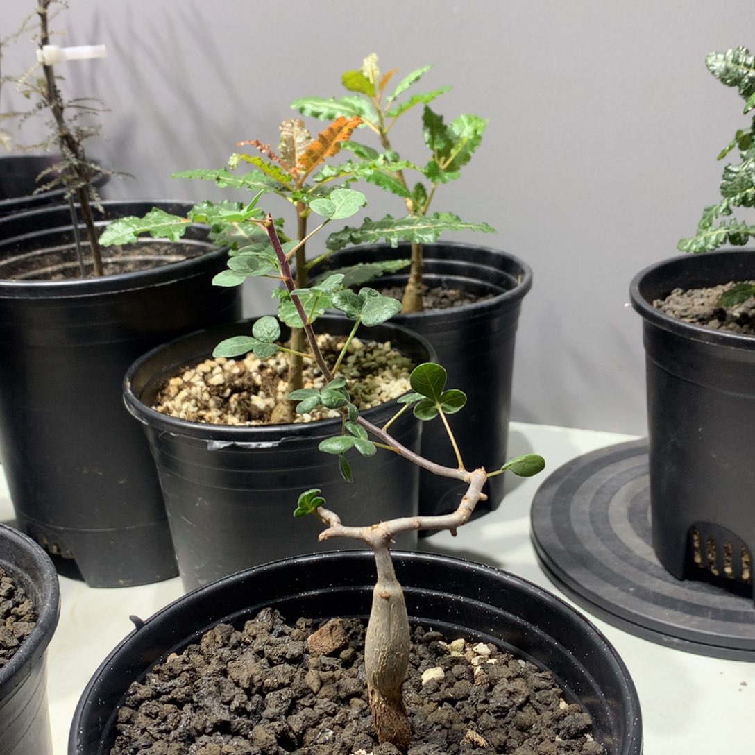 撒***熊索马里绒叶橄榄实生带盆土