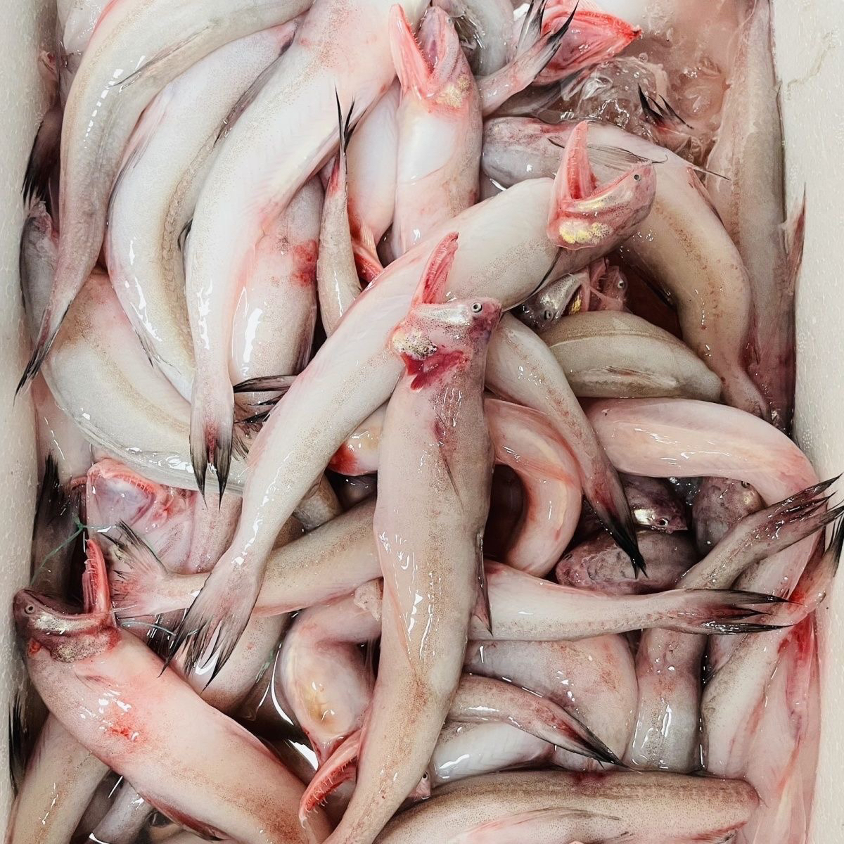 东海本地高品质虾潺 豆腐鱼 冰鲜发货 顺丰发货