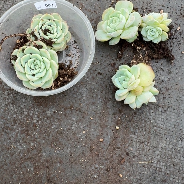 亮***亮083风花24   3未知编号