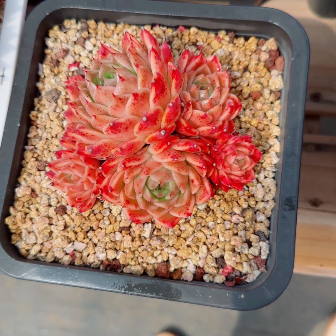 小**?精品群生一物一拍