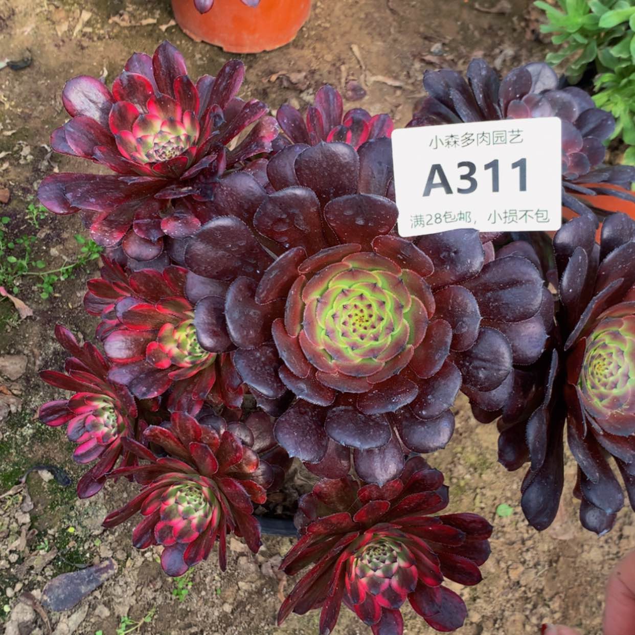 【闪购商品】311红金萝莉一体多肉