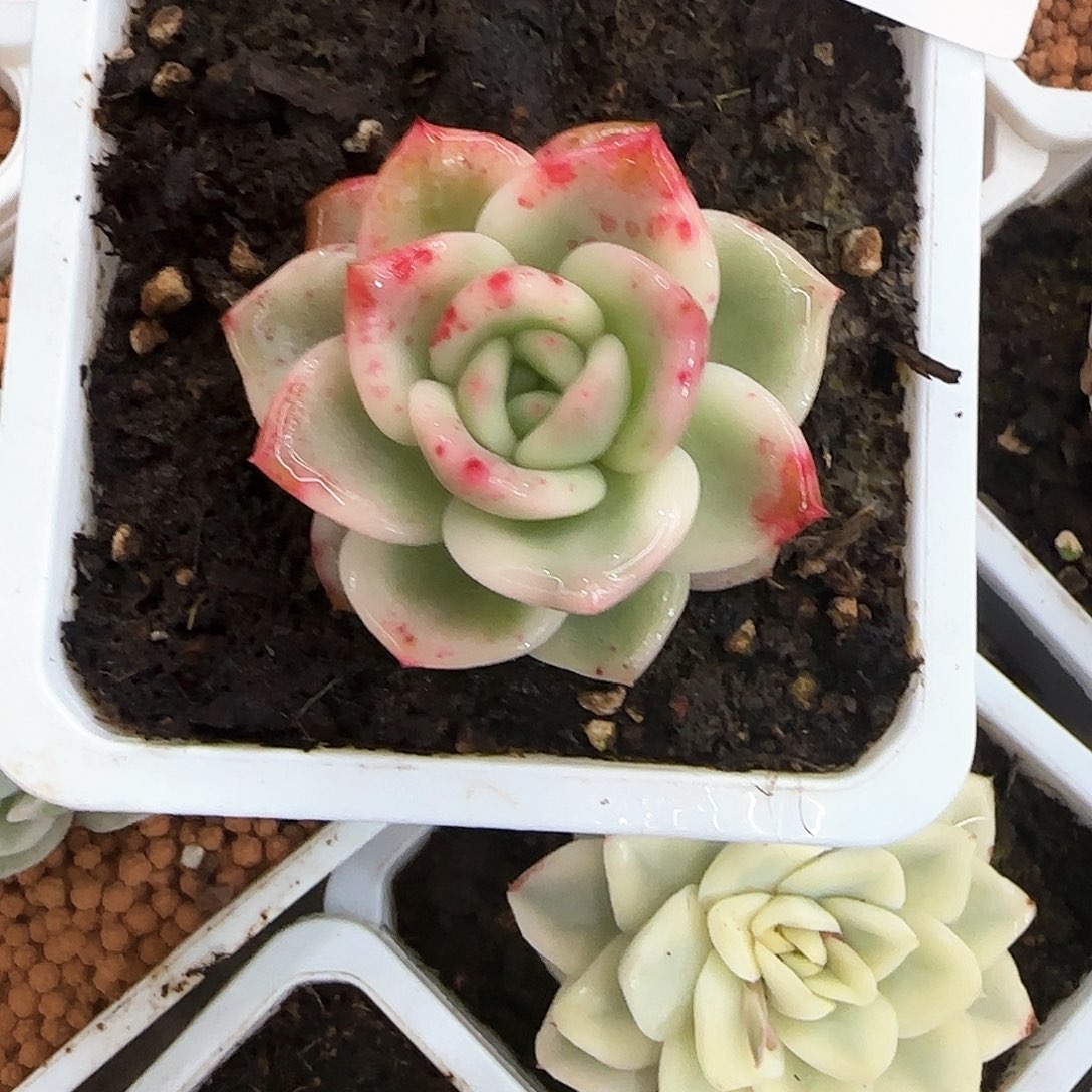 伊丽莎白锦多肉植物