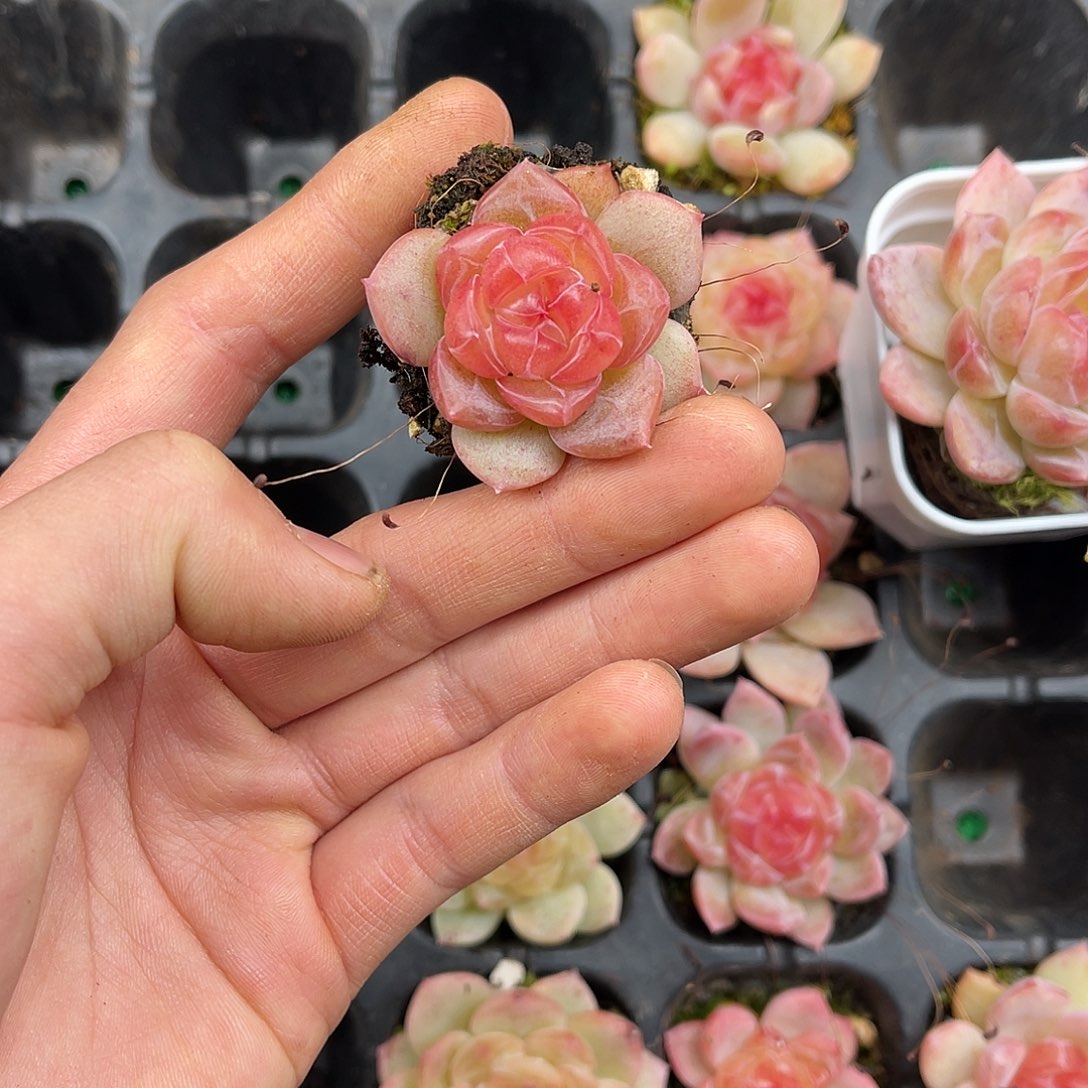 多肉植物一物一拍6-160