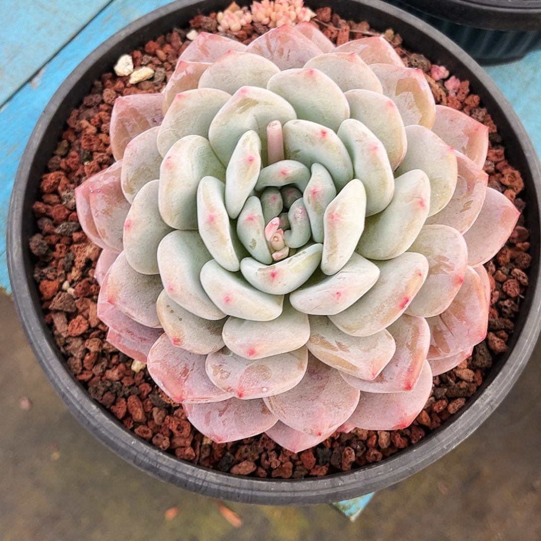 香橙大单头的一个