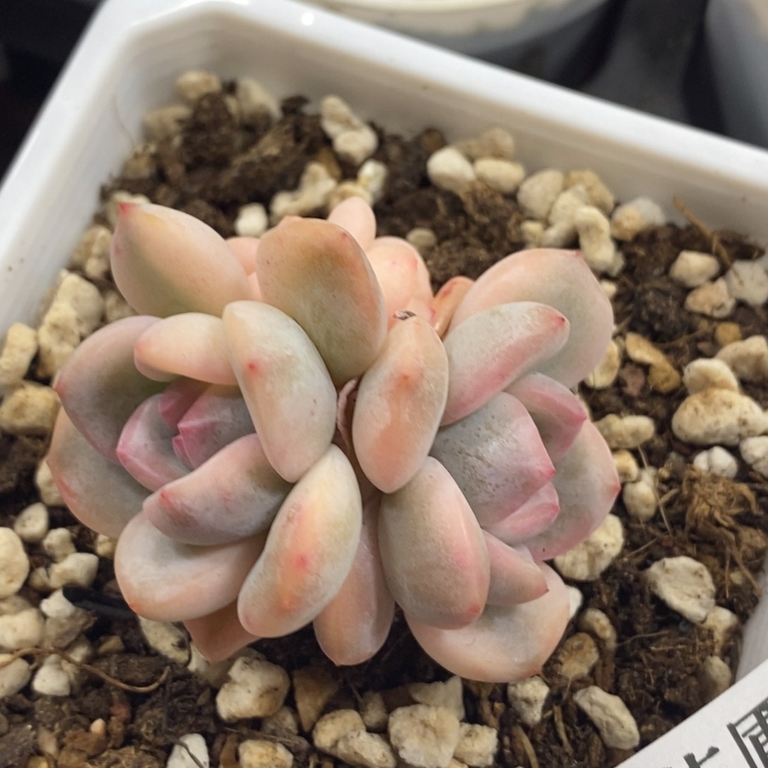 551梦露锦底座双头带缀化