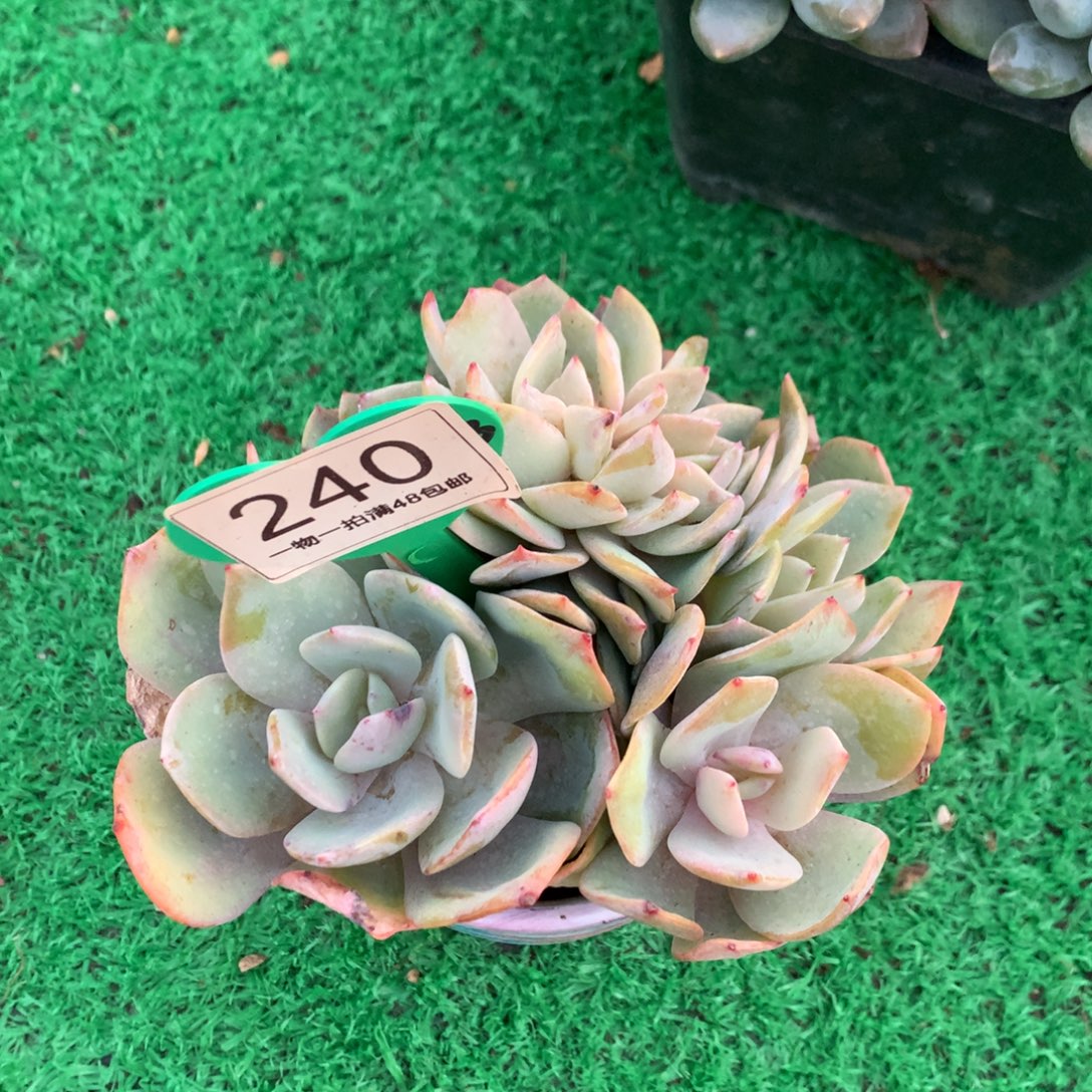 I***王雪凤朵朵树下播福利240