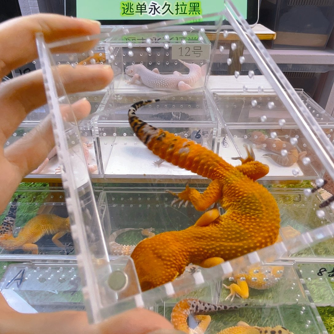 豹纹守宫守宫可爱好看迷人