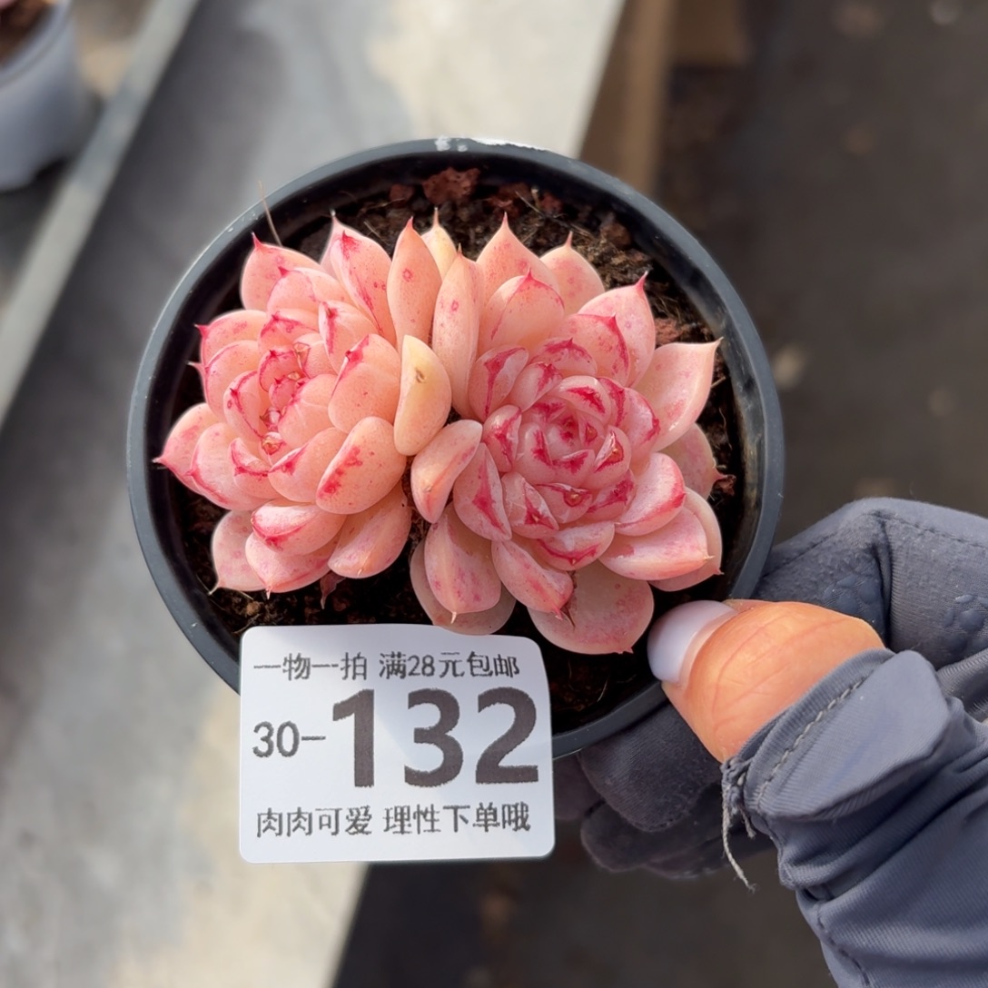 天鹅绒无盆土发货