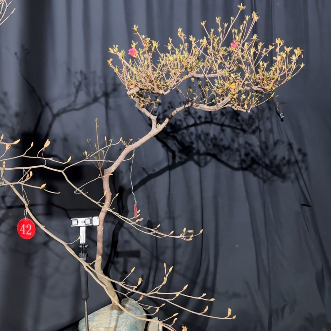 全部花苞大别山先花后叶映山红