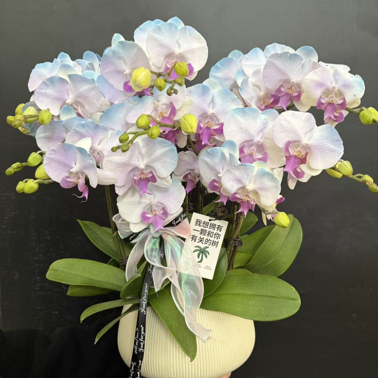  蝴蝶兰《极光》梦幻色系真花 稀缺小众品种真花 稀缺工艺 植物上色