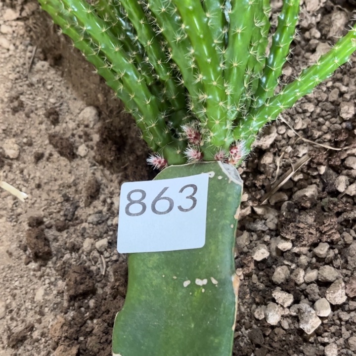 小***付粉色^_^^_^^_^^_^