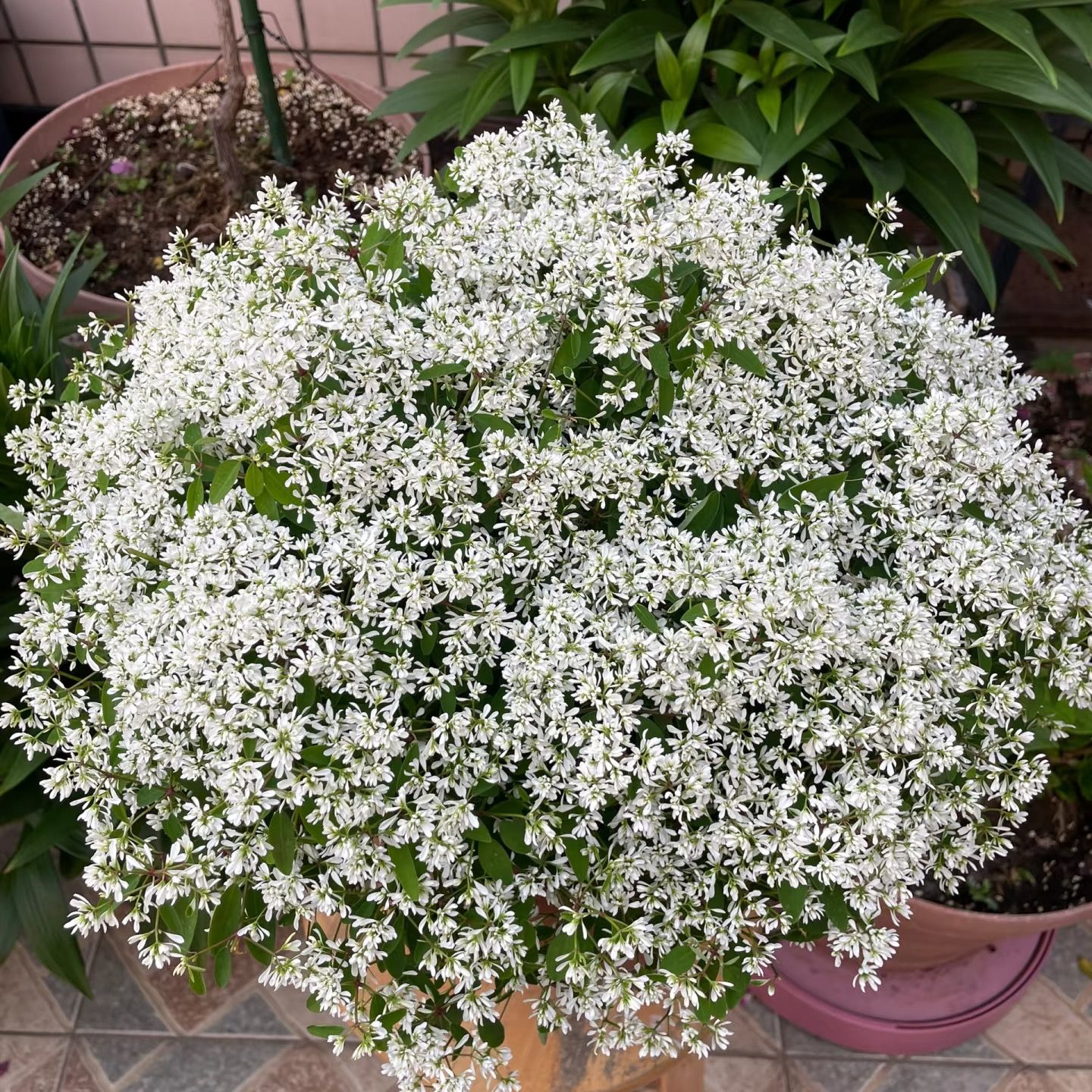 飘雪禾叶大戟批发基地直播菊花菊花盆栽菊花盆栽直播