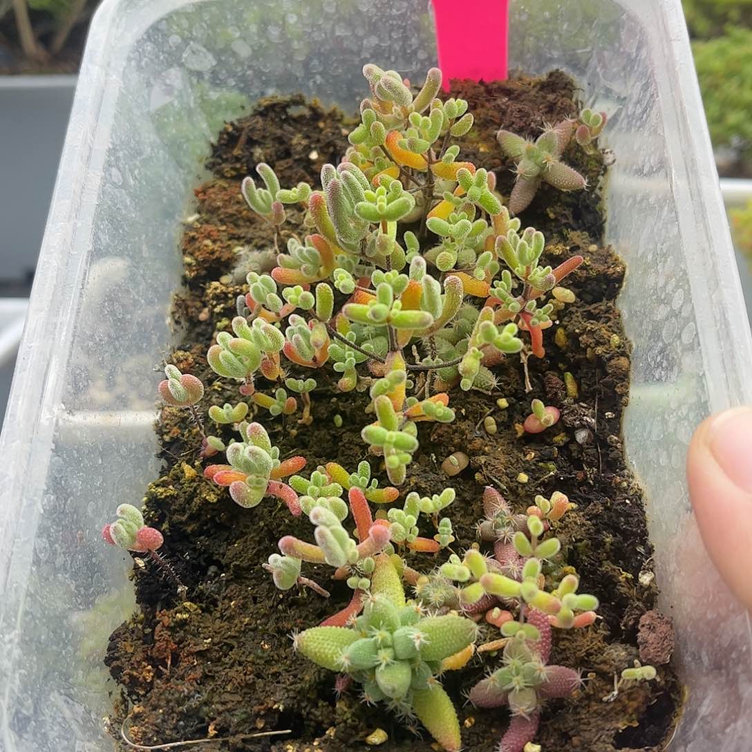 16混播切糕优秀枝干