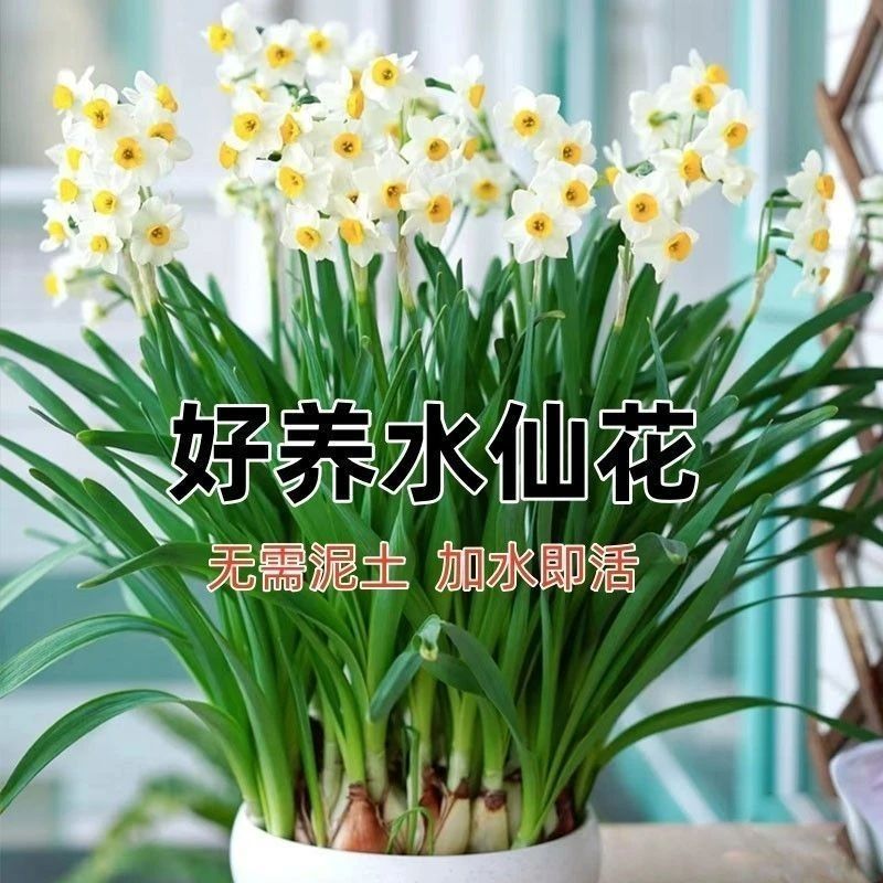 【水仙花种球】盆栽好养室内外四季可种水培花卉
