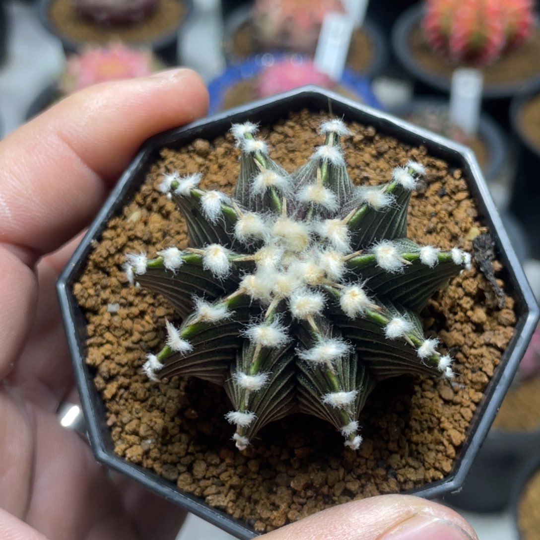 当前无花朵，栽培后可花朵高绒密骨纹肋骨1241